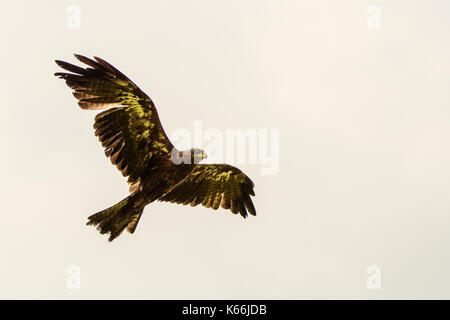 yellow billed kite in flight Stock Photo