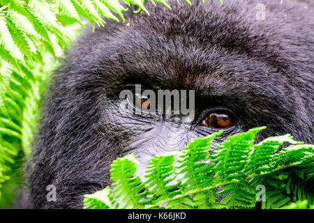 close up of the eyes of a mountain gorilla peering through the undergrowth Stock Photo