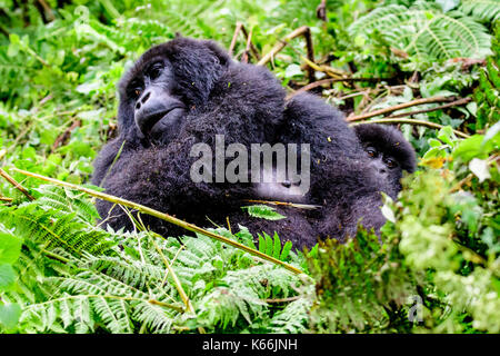Curious baby mountain gorilla peering from behind its mum Stock Photo