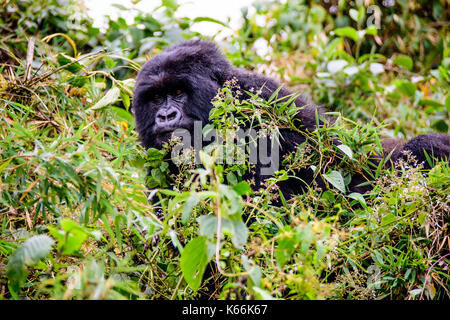 female mountain gorilla peering through the undergrowth Stock Photo
