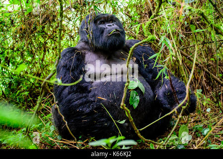 silverback mountain gorilla sitting  in the bamboo forest Stock Photo