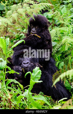 Mother and baby mountain gorilla feeding together with baby on her back Stock Photo