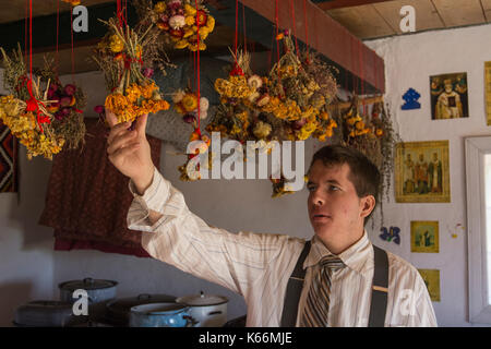 A Historical Reenactor dries bundles of yellow flowers from the rafters of his kitchen in Ukrainian Cultural Heritage Village, Alberta, Canada. Stock Photo