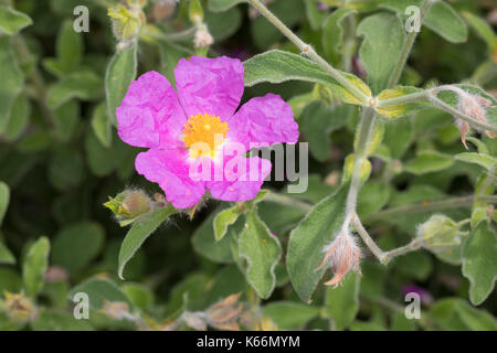 Graubehaarte Zistrose, Graubehaarte Cistrose, Kretische Zistrose, Cistus creticus, Pink Rock-Rose, Hoary Rock-Rose, hairy rockrose, rock rose, rock-ro Stock Photo