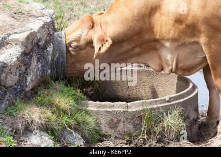 Intelligent Limousin beef cow drinking with her nose pushed inside  a concrete pipe bringing spring water to a tank in the pasture as she knows it wil Stock Photo