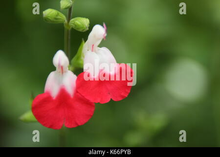 Salvia 'Hot Lips' (Salvia microphylla 'Hot Lips'), a bushy ornamental sage, displaying red and white colouring in an English garden in July, UK Stock Photo