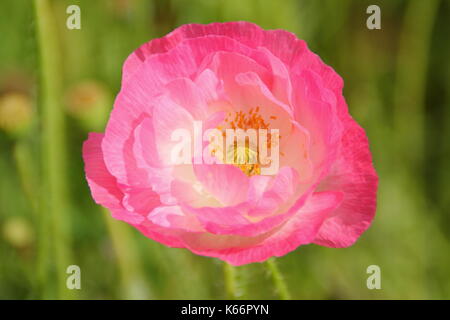 True Shirley poppy (Papaver rhoeas), displaying silken petals, pastel colours and a white base in an English cultivated wildflower meadow in summer Stock Photo