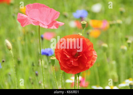 True Shirley poppies (Papaver rhoeas), with silken petals and pastel colours in a cultivated wildflower meadow at the height of an English summer