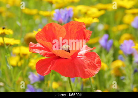 Red poppy (Papaver rhoeas) and corn marigolds bloom in a cultivated wildflower meadow at the height of an English summer Stock Photo