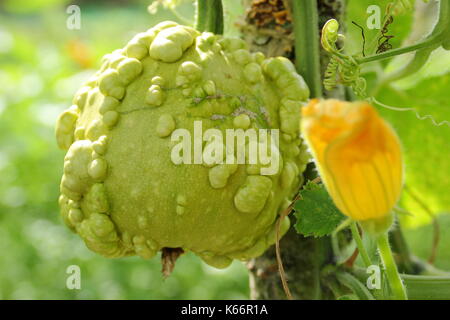 Gourd ripening on a home made wooden support frame  in an English garden in late summer, UK Stock Photo
