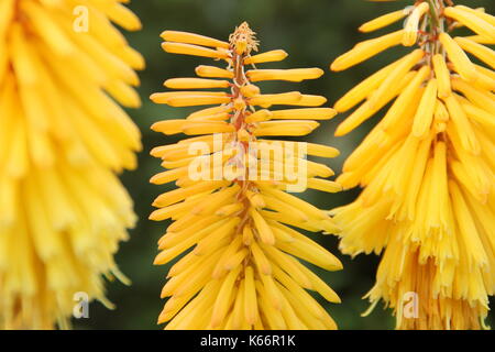 Kniphofia (Red hot pokers), displaying bright yellow and orange tinged flower spikes, in an English garden border in summer (July), UK Stock Photo