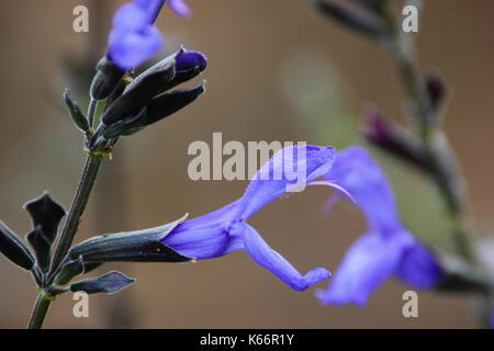 Salvia Guaranitica 'Black and Blue', also called Anise scented sage,, flowering in an English garden border in late summer, early autumn (September) Stock Photo