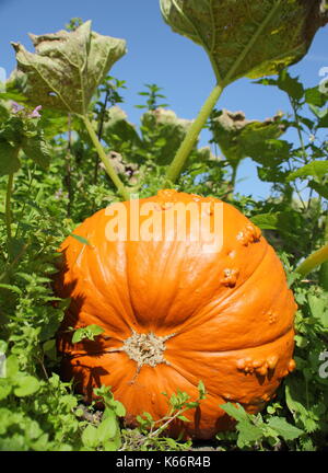 A Knucklehead pumpkin ripens on a pumpkin patch in an English vegetable garden in early autumn Stock Photo