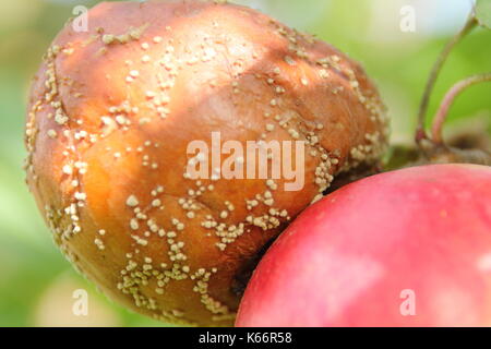 Malus domestica apple with brown rot (Monilinia laxa/monilinia fructagena) on the branch in an English orchard, UK Stock Photo