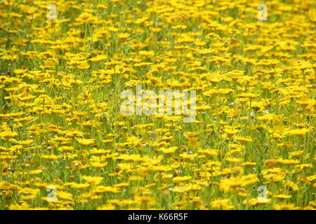 Corn marigolds (chrysanthemum segetum) flourish in a cultivated summer wildflower meadow, UK Stock Photo