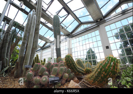 Cactus and succulents displayed in the Victorian Glass Pavilions, a majestic glasshouse at Sheffield Botanical Gardens, Sheffield, Yorkshire  UK Stock Photo