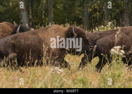 Herd of American Bison running through a field of tall Autumn grass, Elk Island National Park, Canada Stock Photo