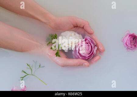 Hands of Caucasian woman cupping flowers in milk bath Stock Photo
