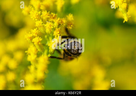 Honeybee feeding on yellow goldenrod pollinate flowers nectar pollen, macro close-up photo of insect, Canada. Stock Photo