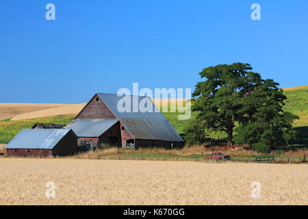 Beautiful old barn across the ripe wheat field. This barn is in the rolling hills of northern Idaho.  An old car sits in front. Stock Photo