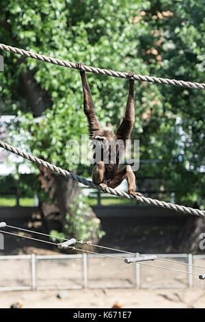 Blackhound gibon in the national park on the island of Borneo Jalan Bako , Kuching, Sarawak ,Malaysia . Stock Photo