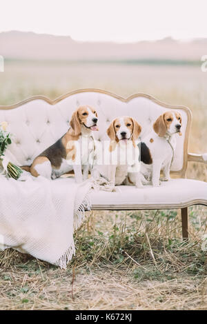 Close-up portrait of the little cute dogs in the brown dots sitting on the white vintage sofa among the field. Stock Photo