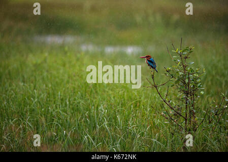 Kingfisher bird perched on a plant during rain Stock Photo