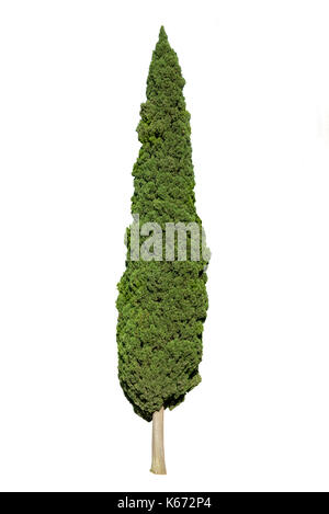 Cypress tree isolated on white background Stock Photo