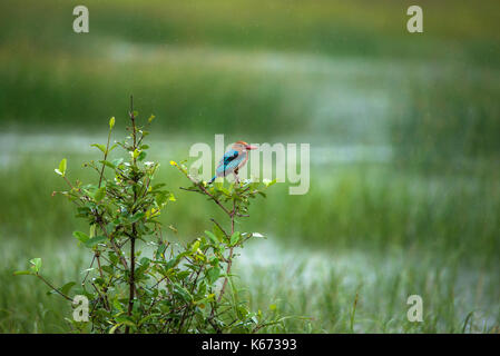 A white Throated kingfisher bird perched on a plant in a paddy field during rain Stock Photo