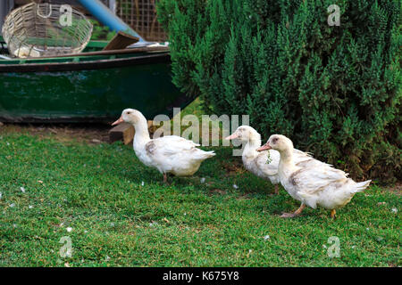 Fowl-run with white domestic ducks on a farm Stock Photo