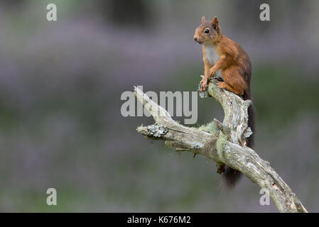 Red Squirrel (Scuirus Vulgaris), Scottish Cairngorms in August with ground carpeted in purple heather Stock Photo