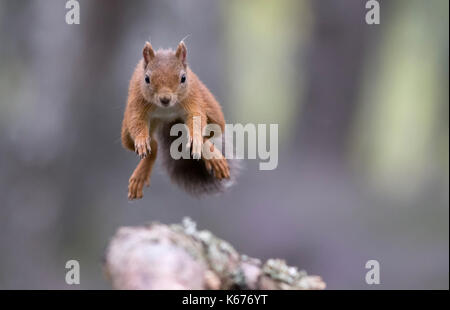 Red Squirrel (Scuirus Vulgaris) mid leap, Scottish Cairngorms in August with ground carpeted in purple heather Stock Photo