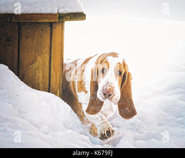 Basset hound dog walking in snow Stock Photo