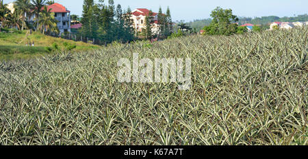 MANILA, PHILIPPINES - APRIL 4, 2016:  Pineapple Plantation in the Philippines. The fruit is widely grown in the island nation. Stock Photo
