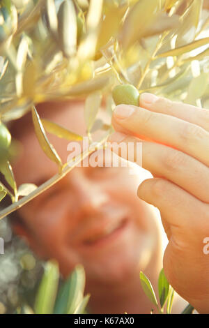 Farmer is harvesting and picking olives on olive farm. Gardener in Olive garden harvest Stock Photo