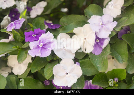 Brunfelsia pauciflora in bloom. Yesterday, today and tomorrow plant Stock Photo