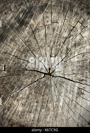 Tree rings old wood texture as background, cross section Stock Photo