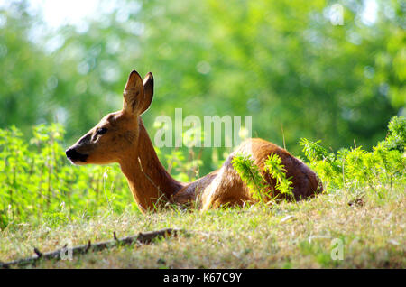 Roe deer in the woods, Italy Stock Photo