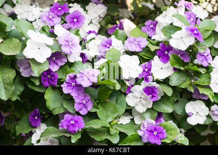 Brunfelsia pauciflora in bloom. Yesterday, today and tomorrow plant Stock Photo