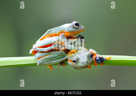 Three Javan tree frogs on branch, Indonesia Stock Photo