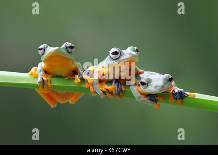 Three Javan tree frogs on a plant, Indonesia Stock Photo