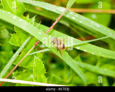 a hover fly up close perched on the green leaf wet rain water; England; UK Stock Photo