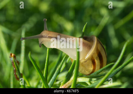 Close-up of garden snail on a pine tree Stock Photo