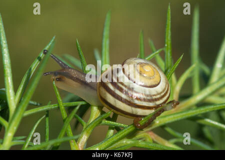Close-up of garden snail on a pine tree Stock Photo