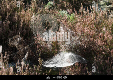 Spider's webs among heather early in the morning in autumn Stock Photo