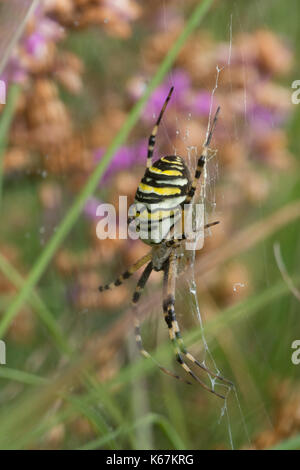 Close-up of wasp spider (Argiope bruennichi) in Hampshire, UK Stock Photo