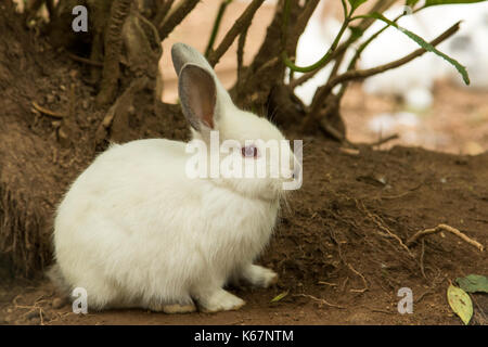 white rabbit with red eyes Stock Photo