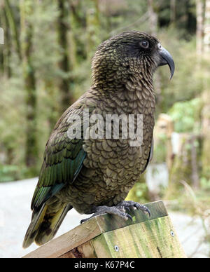 Kea alpine parrot New Zealand Stock Photo