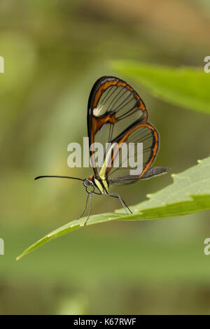 glasswinged butterfly