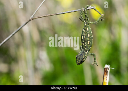 A baby chameleon holding on and trying to balance on a fennel twig, using its tail and legs. Maltese Islands, Malta Stock Photo